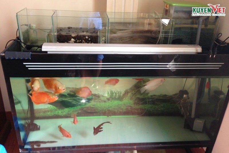 Phuong phap su dung than loc ho ca than hoat tinh - Tác dụng than hoạt tính lọc hồ cá và 2 Loại nào nên dùng